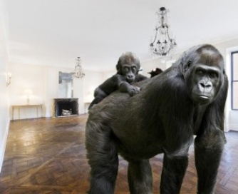Learn about the primates of Park Avenue