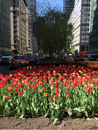 The tulips in the median of Park Avenue are here! Every year they herald gala season...not to mention spring. The rain is unrelenting as I write this--three days in a row of downpour. But here are the tulips. Happy Spring.