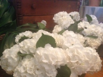 At Sag Harbor Florist a saleswoman told me a lot of the hydrangea has faded to white
