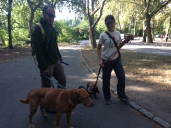 Manhattanites are busy–and love dogs. The solution is dog walkers to walk your dog while you’re at work. Often a walker will walk 8 or 10 dogs at once….