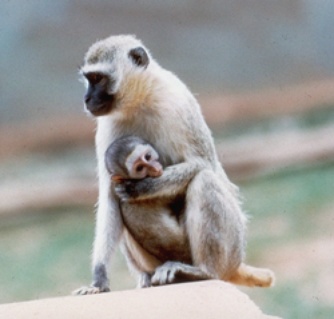 I am interested in primate social behavior — particularly parenting practices–in Manhattan
